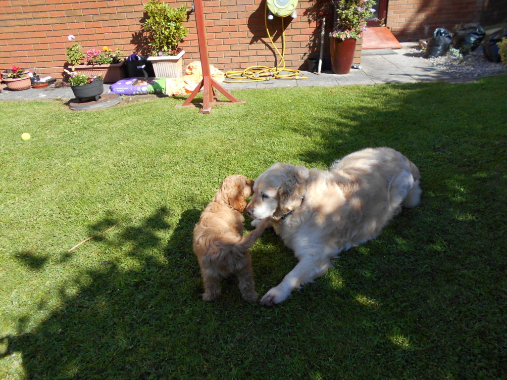 Clumberdoodle Puppy Archie