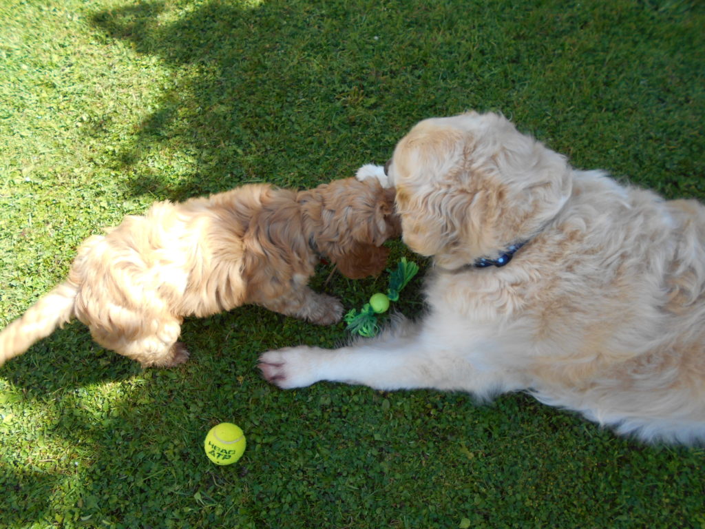 Clumberdoodle Puppy Archie