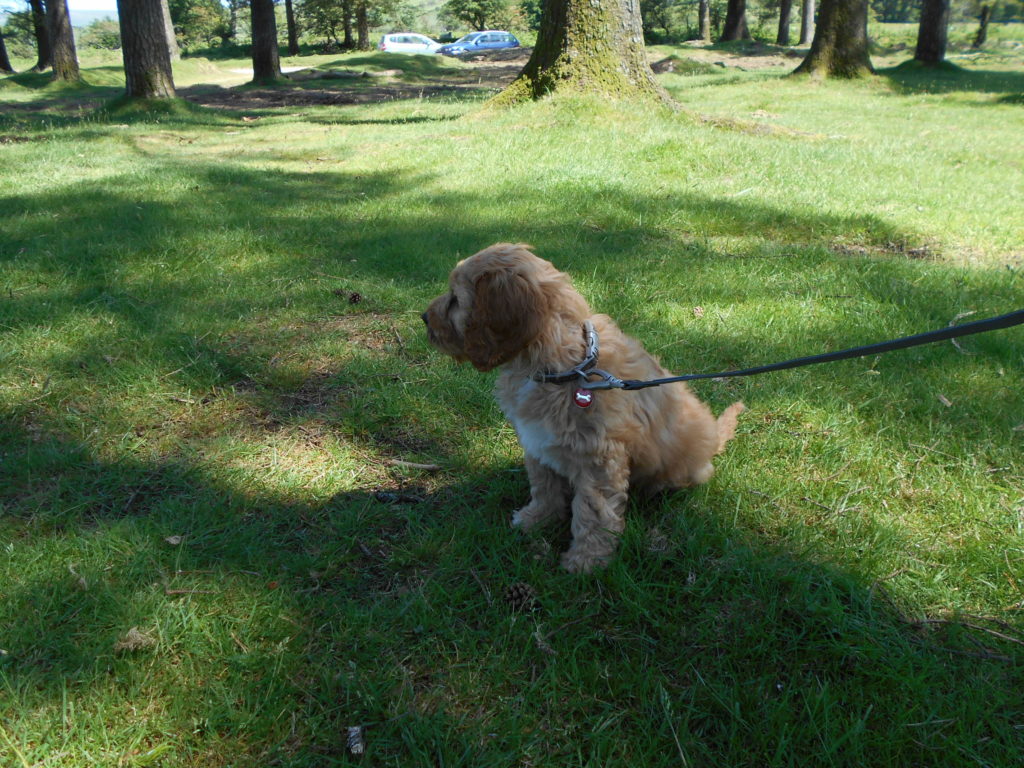 Clumberdoodle Archie and His Second Week