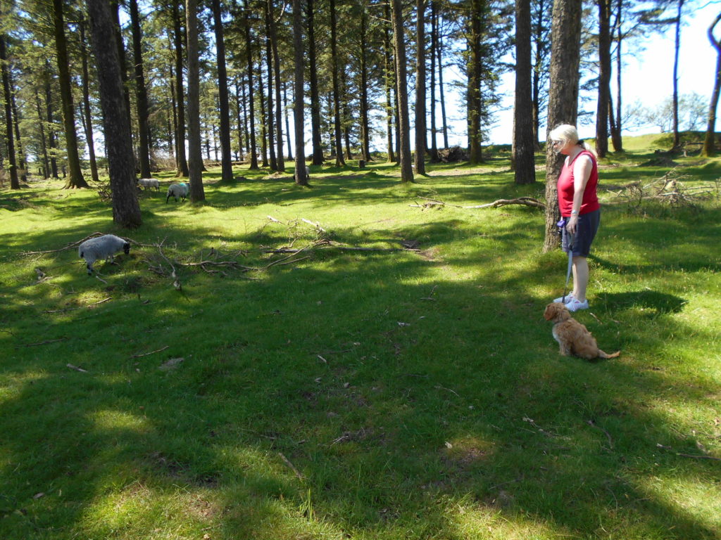 Clumberdoodle Archie and His Second Week