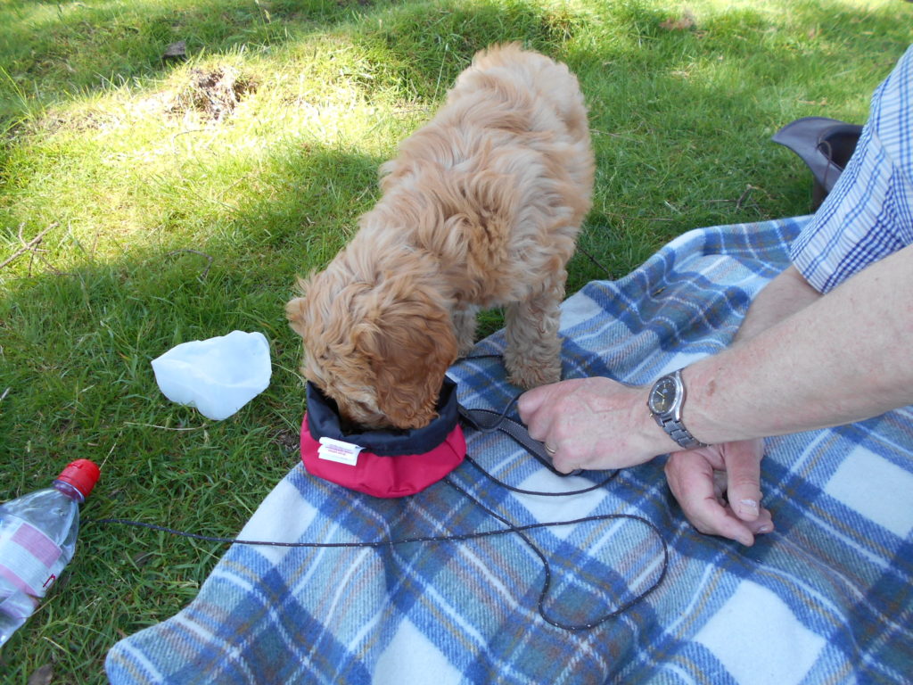Clumberdoodle Archie and His Second Week