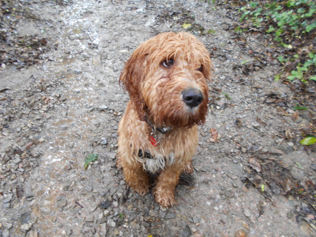 Clumberdoodle Archie Soaking Wet