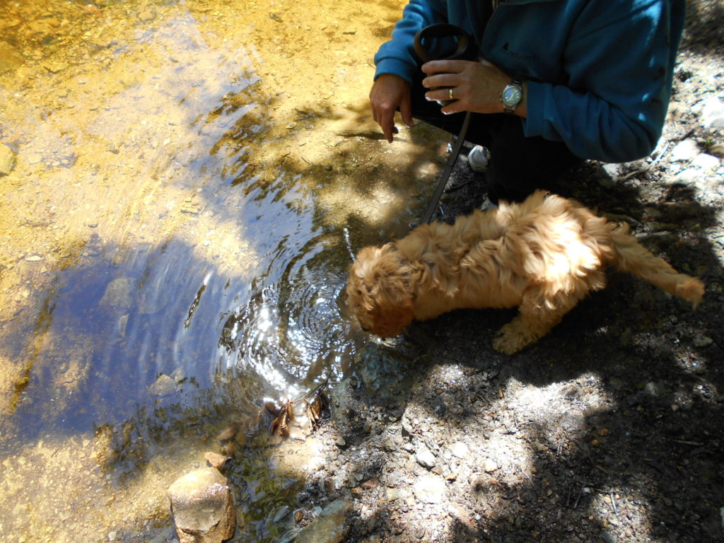Clumberdoodle Puppy Archie