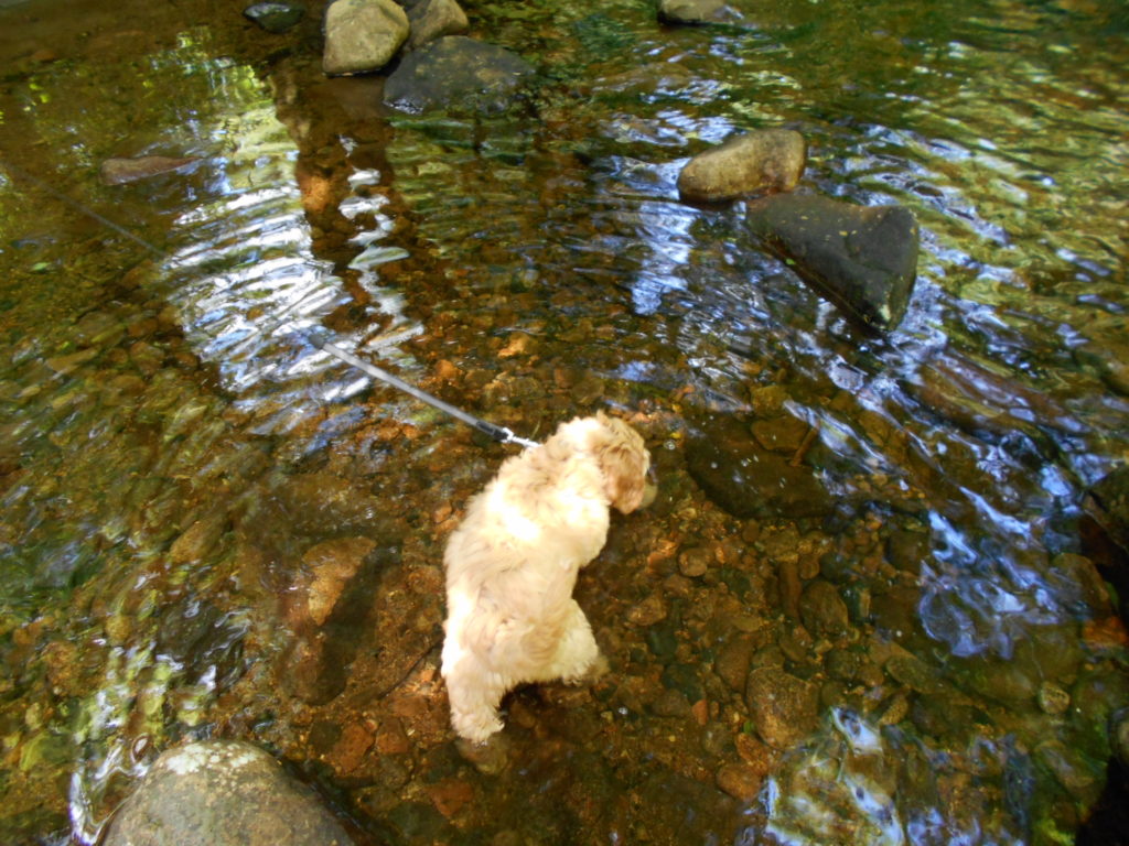 Clumberdoodle Archie Puppy tests the Water