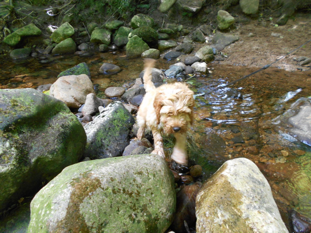 Clumberdoodle Archie goes Rock Climbing