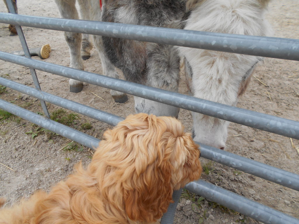 Clumberdoodle Puppy Archie Meets Eeyore & Pooh