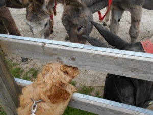 Clumberdoodle Archie And His 4th Week