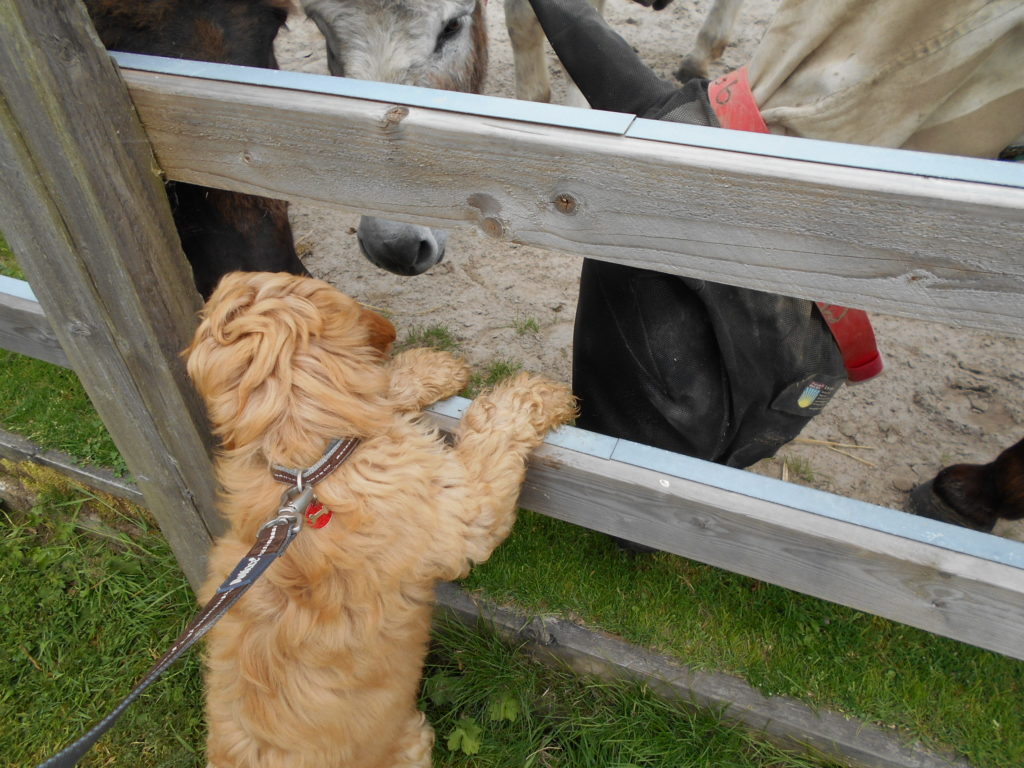 Clumberdoodle Puppy Meets the Donkeys
