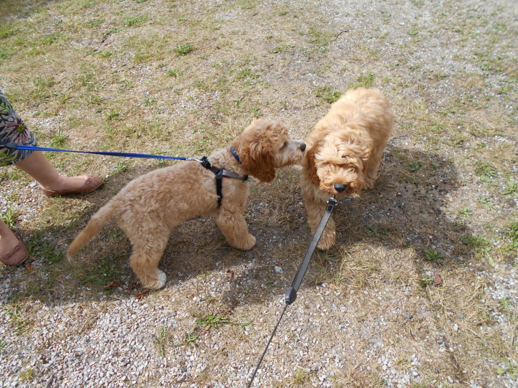 Clumberdoodle Archie meets his litter brother