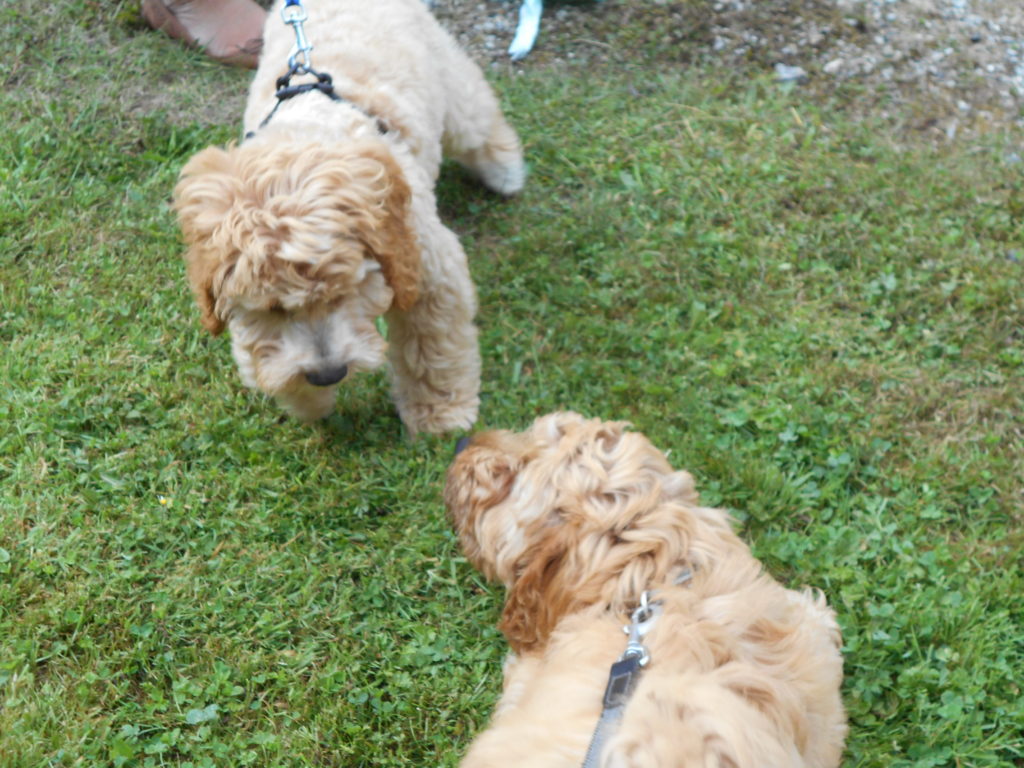 Clumberdoodle puppies Archie and Biscuit