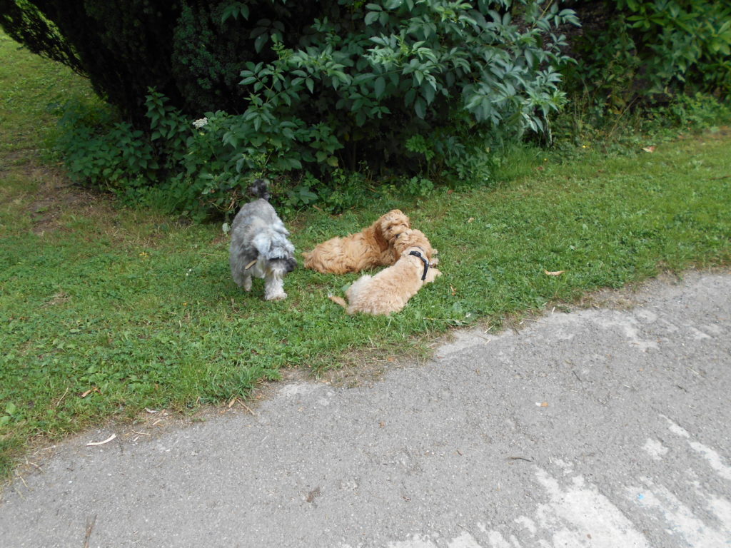 Cllumberdoodle puppies ignoring other breed