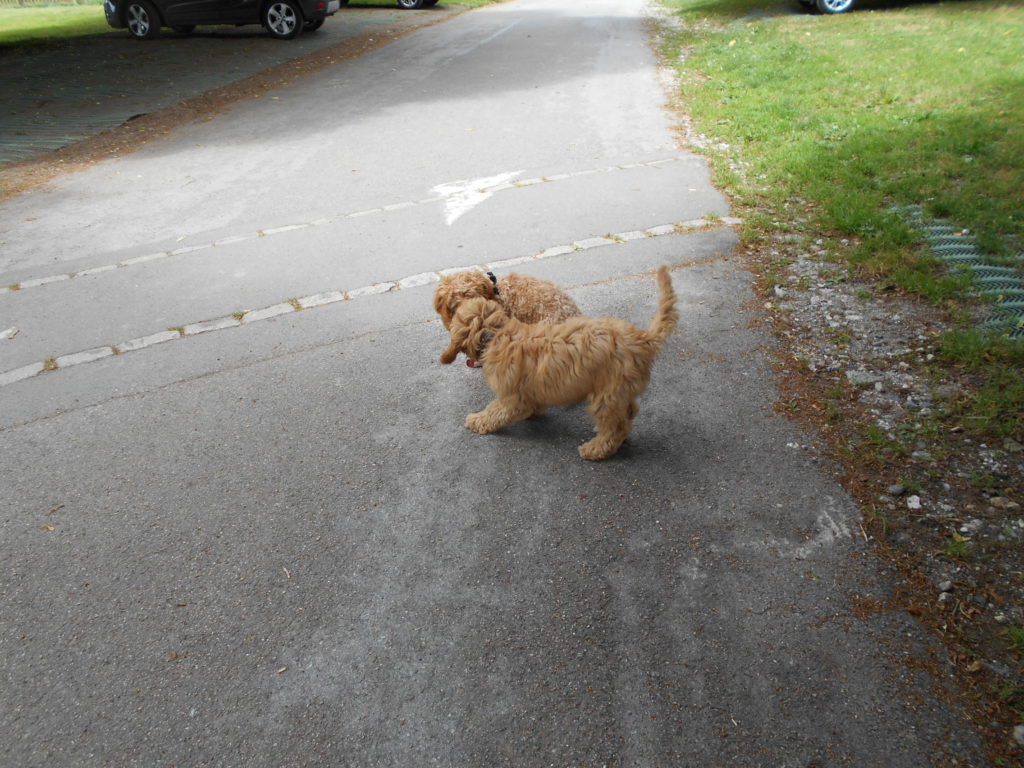 Clumberdoodles at Play