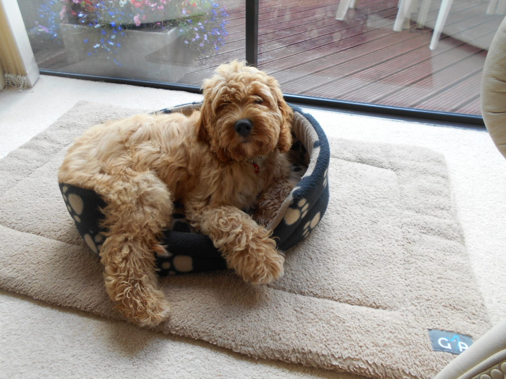 Clumberdoodle Archie needs a new bed