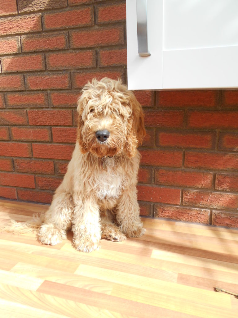 Archie the Clumberdoodle Puppy Before his first puppy Pamper