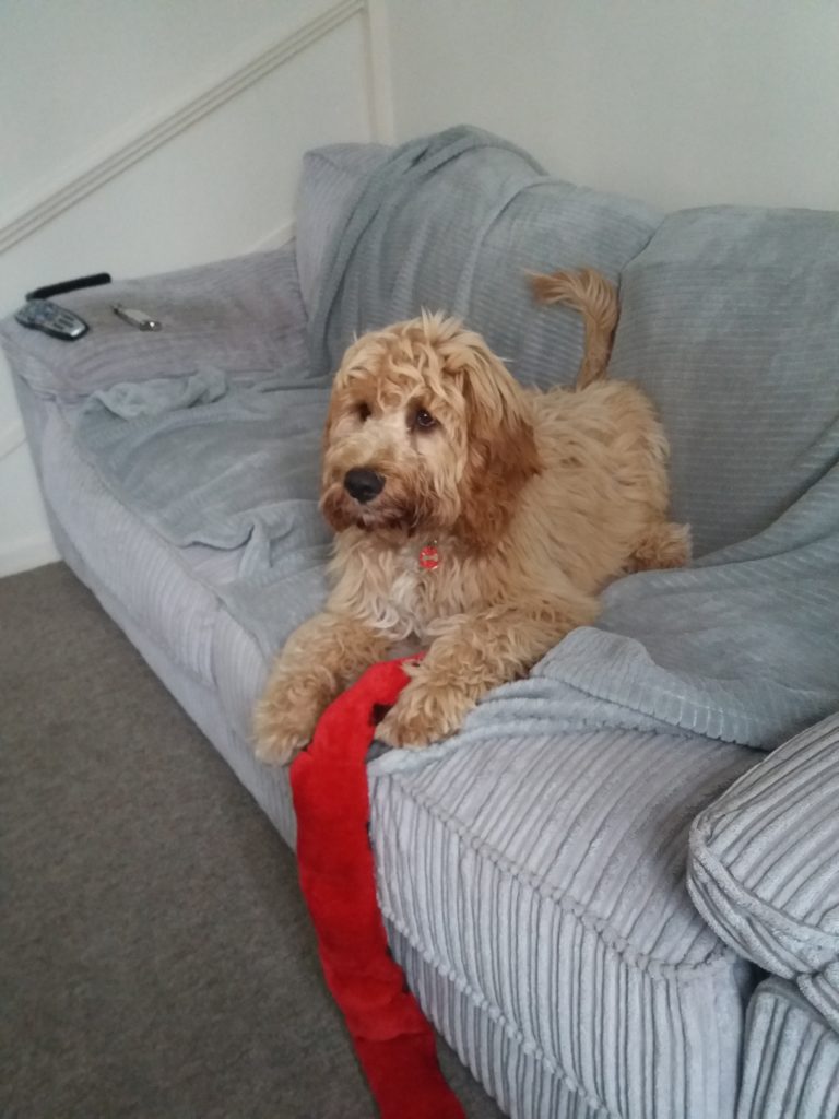 Archie the Clukberdoodle Puppy with Snake