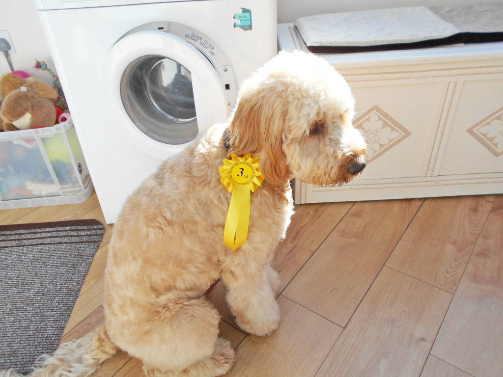 Clumberdoodle Archie with his rosette