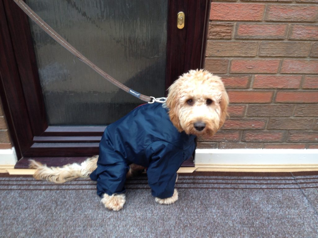 Archie the Clumberdoodle in his All In One Suit