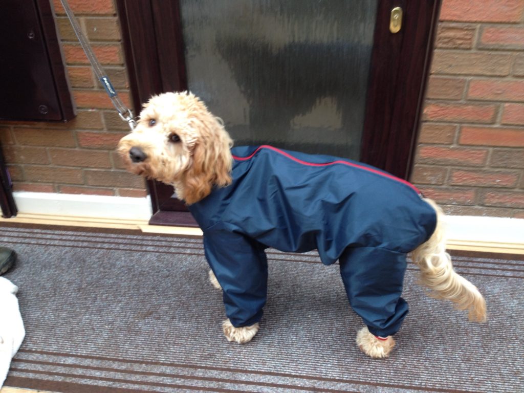 Archie the Clumberdoodle All In One Suit