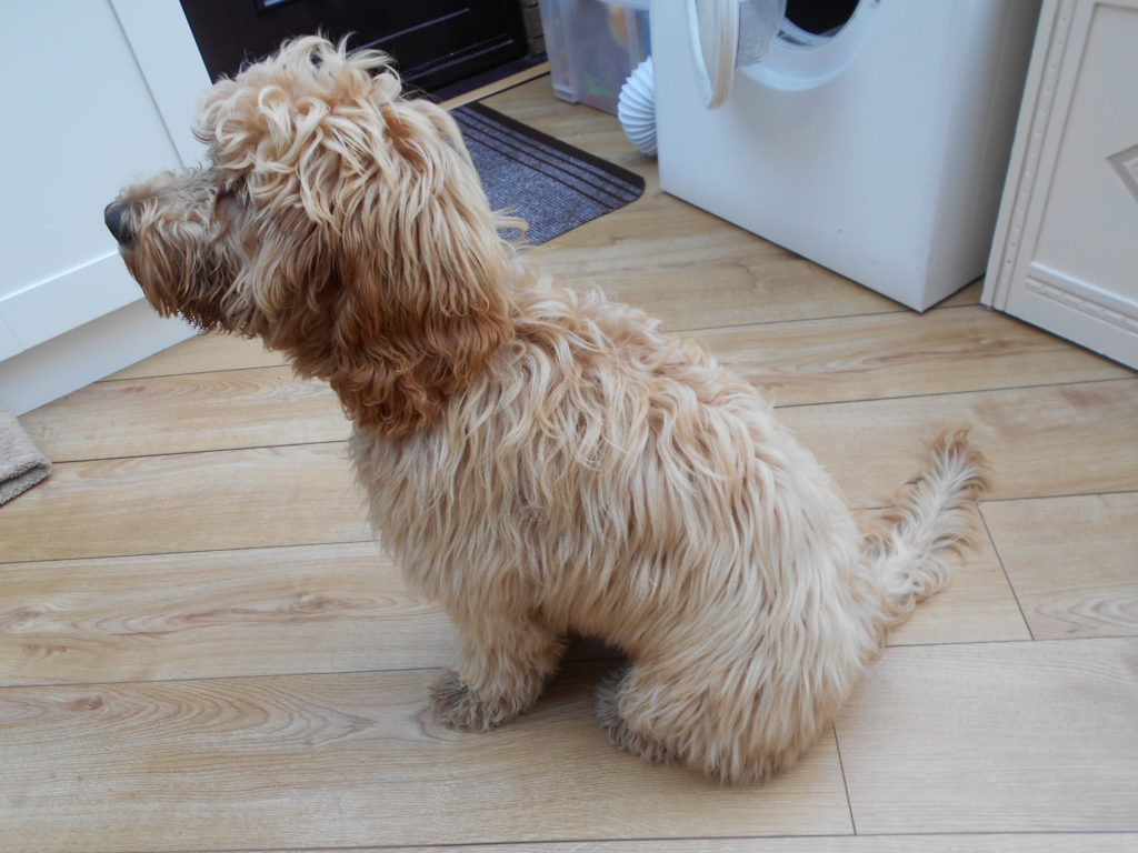 Clumberdoodle Archie Diary Aged 6 Months Onwards 