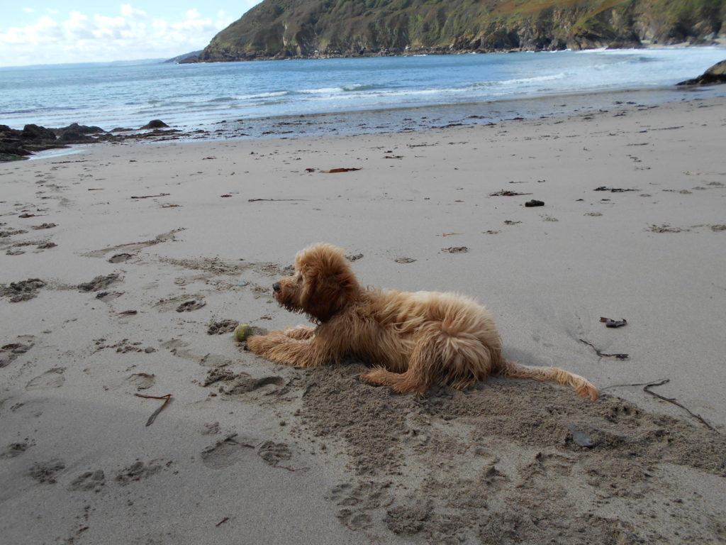 Clumberdoodle Archie On A Short Break To Cornwall