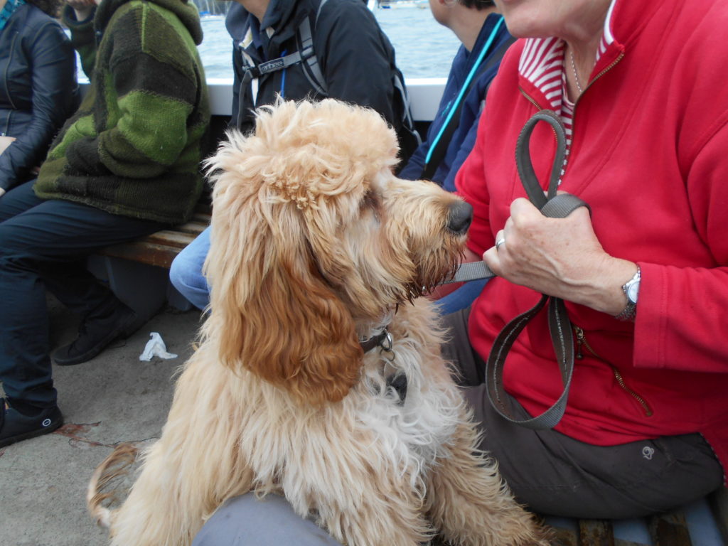 Clumberdoodle Archie on the Polruan Foot Ferry