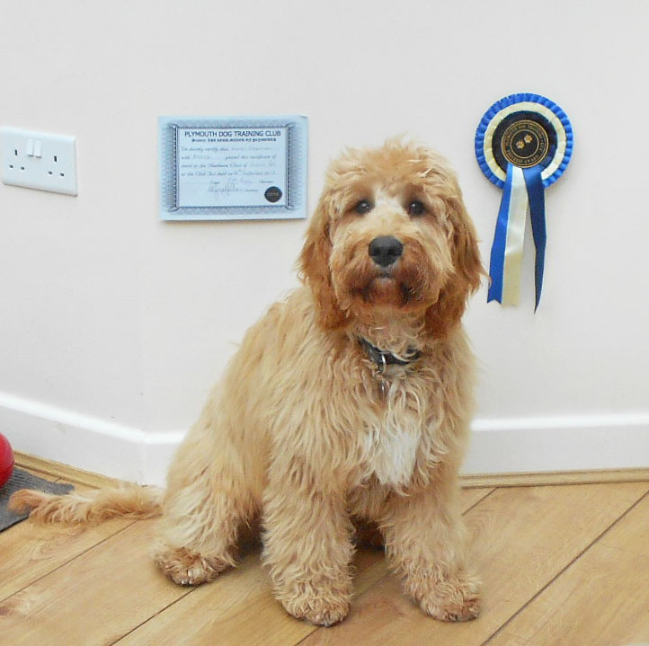 Archie the Clumberdoodle With Obedience Certificate