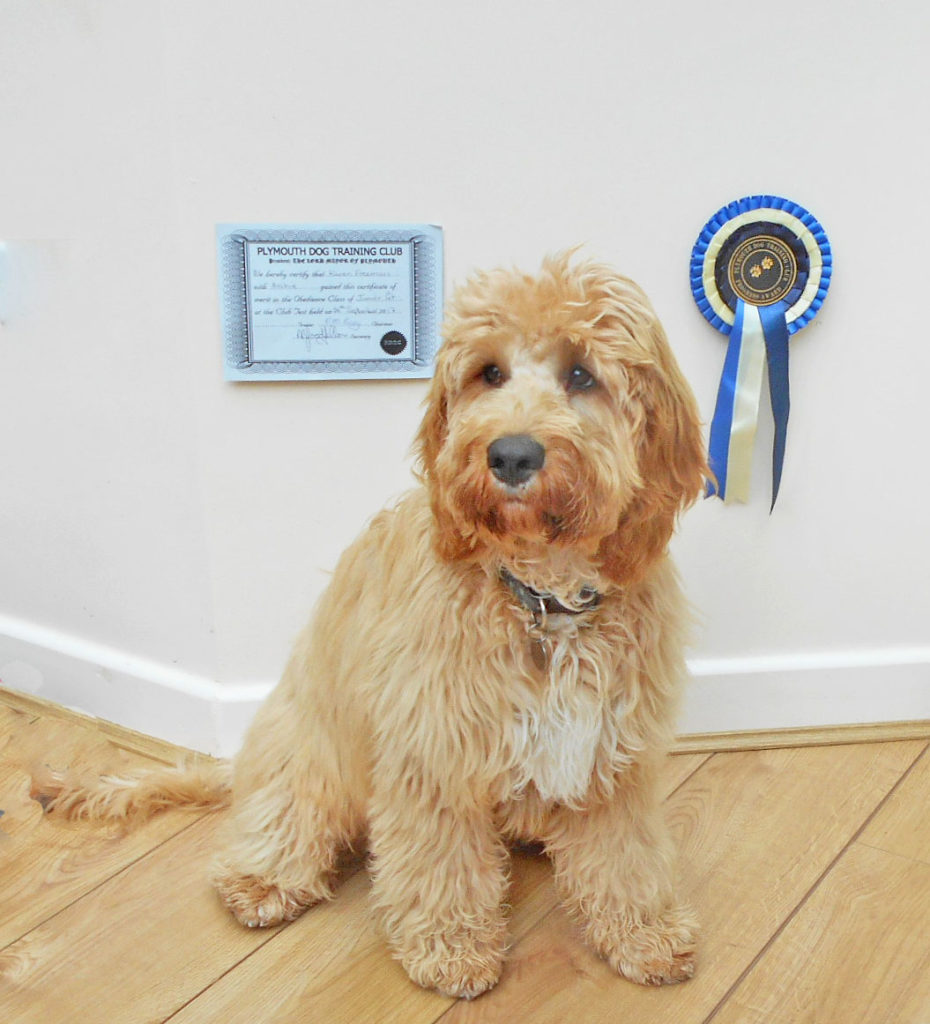 Clumberdoodle Archie Diary Aged 6 Months Onwards