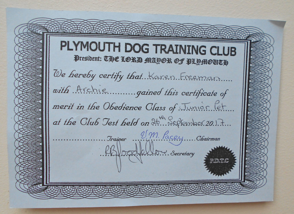 Archie the Clumberdoodle with obedience certificate