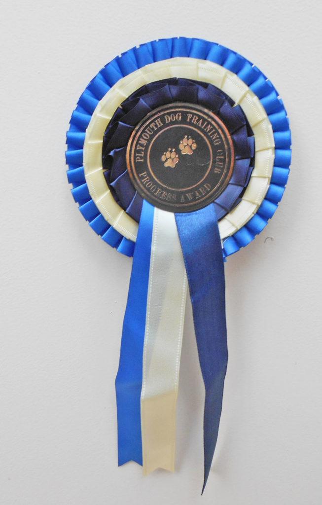 Archie the Clumberdoodle wins a rosette