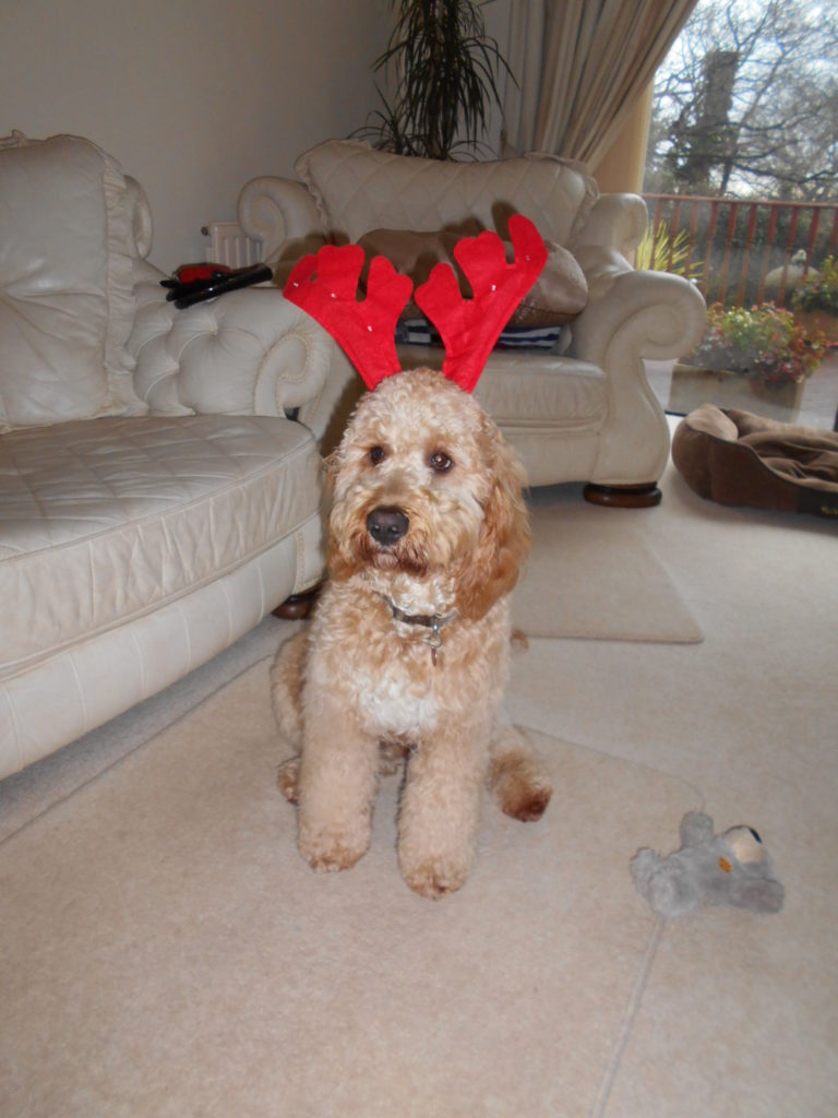 Archie the Clumberdoodle's 1st Christmas