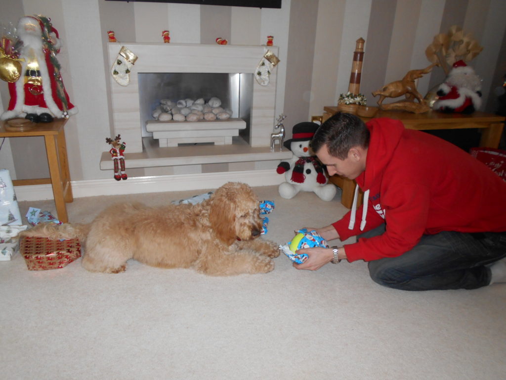 Archie the Clumberdoodle's 1st Christmas