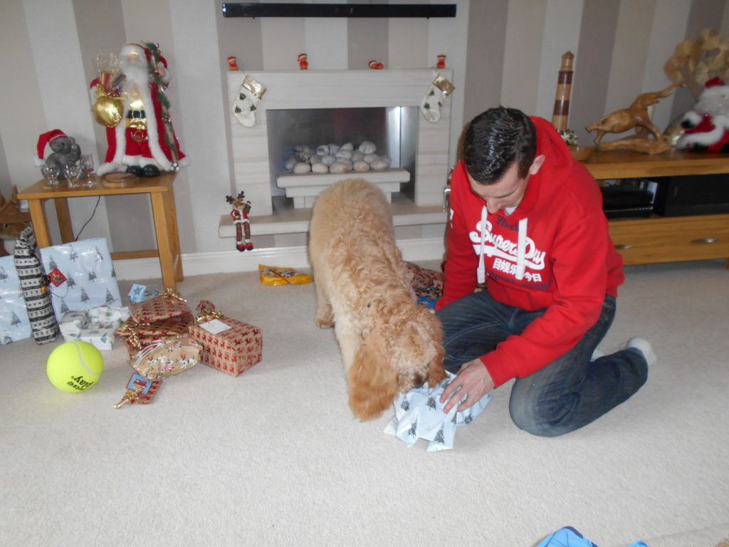 Archie the Clumberdoodle's 1st Christmas