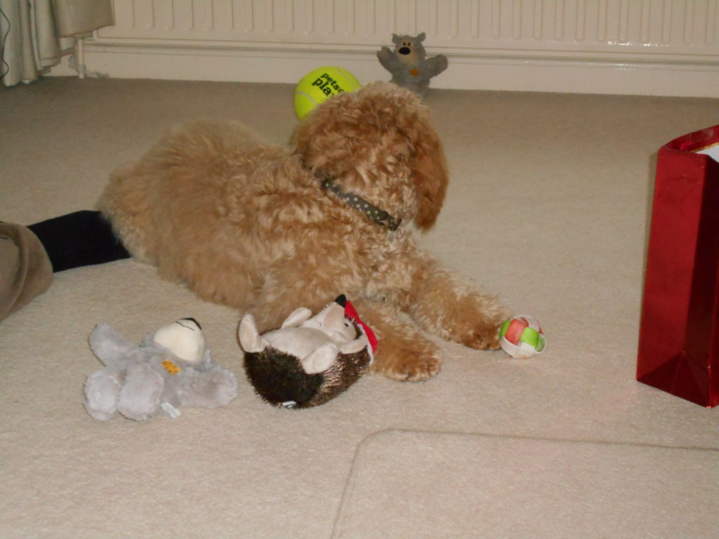 Archie the Clumberdoodle's 1st Christmas