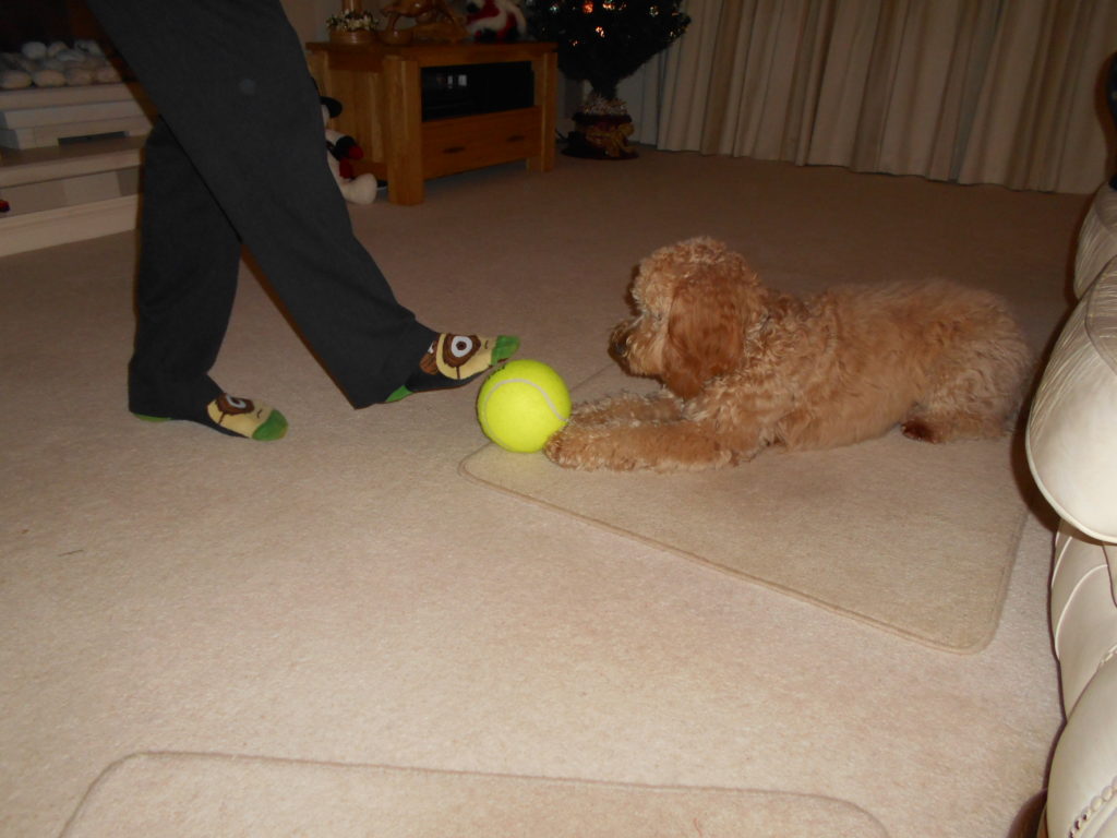 Archie the Clumberdoodle's 1st Christmas