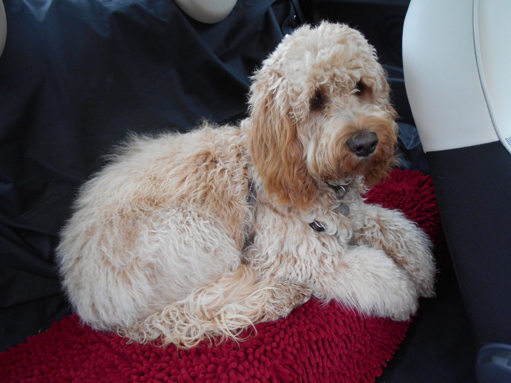 Archie the Clumberdoodle's doggy seat belt and harness