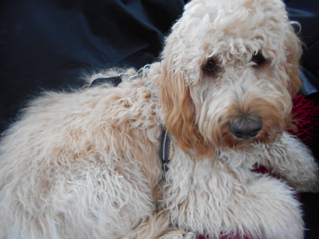 Archie the Clumberdoodle's Fiat 500