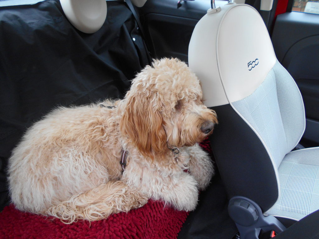 Archie the Clumberdoodle's Fiat 500
