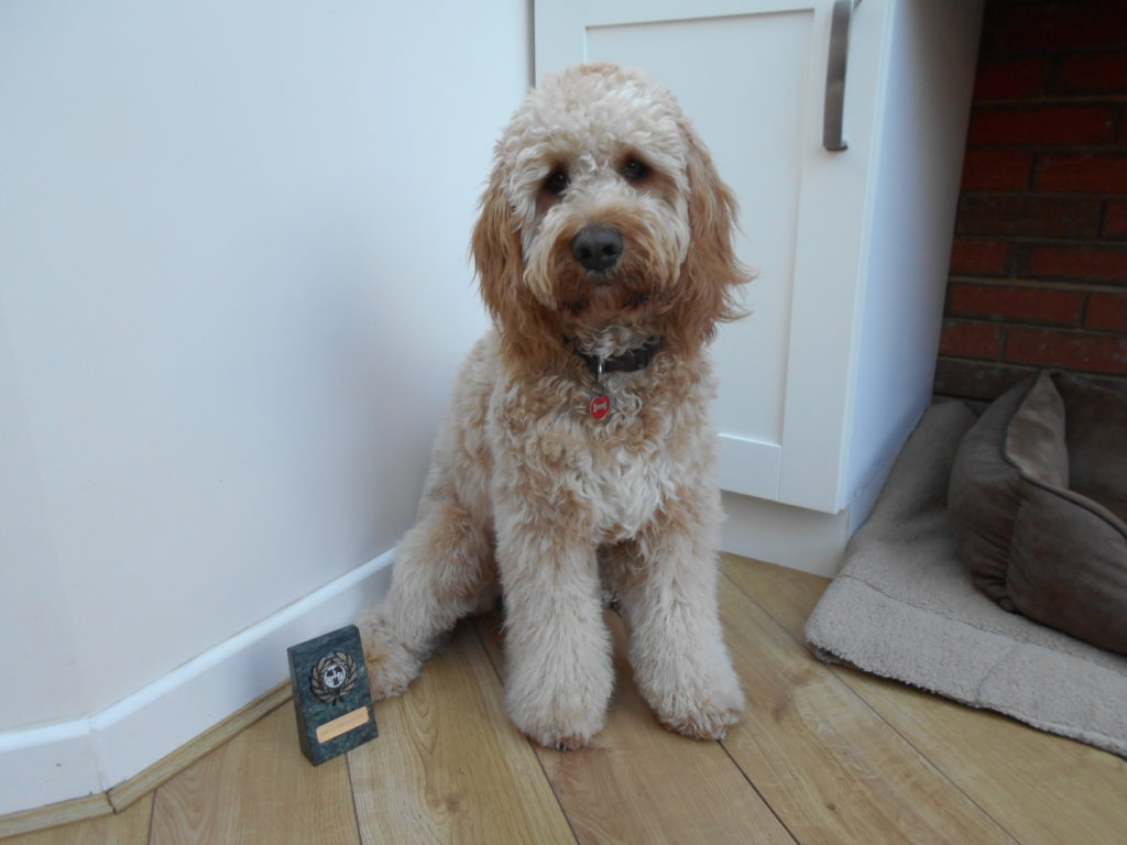 Archie the Clumberdoodle's Obedience Trophy