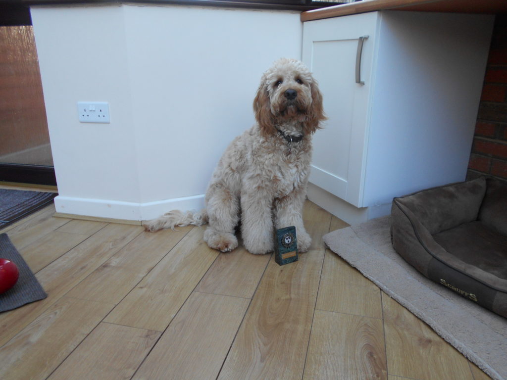 Archie the Clumberdoodle's Obedience Trophy