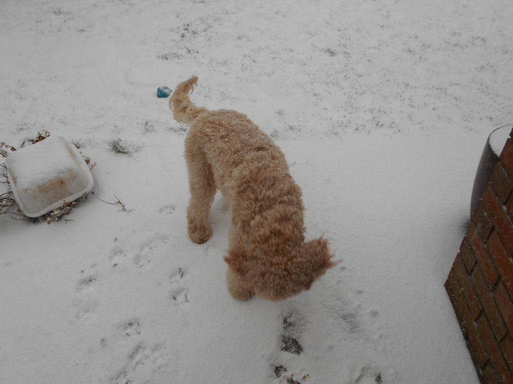 Archie the Clumberdoodle in the snow