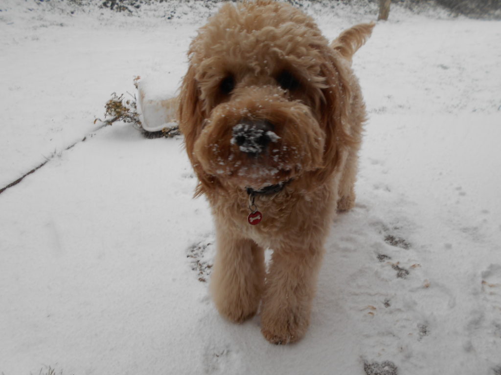 Archie the Clumberdoodle in the snow