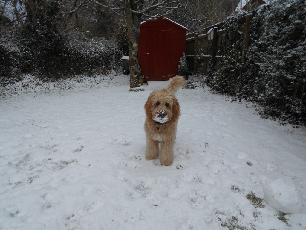 Archie the Clumberdoodle in the snow
