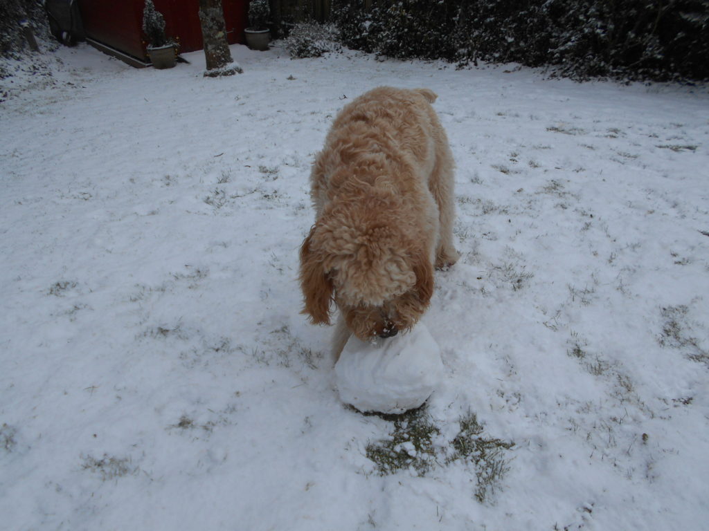 Archie the Clumberdoodle in the snow