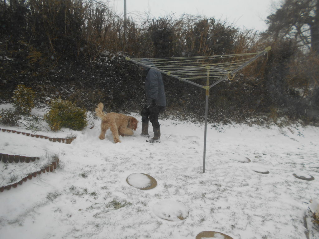 Archie the Clumberdoodle in the Snow Day 2