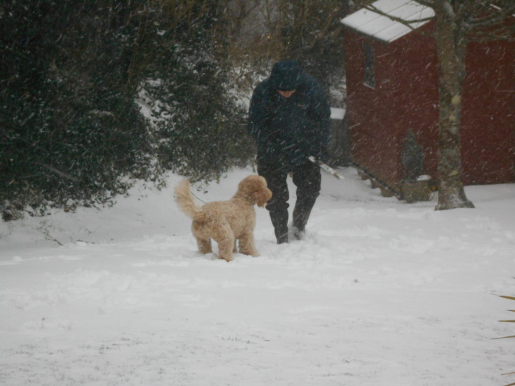 Archie the Clumberdoodle Playing in the Snow