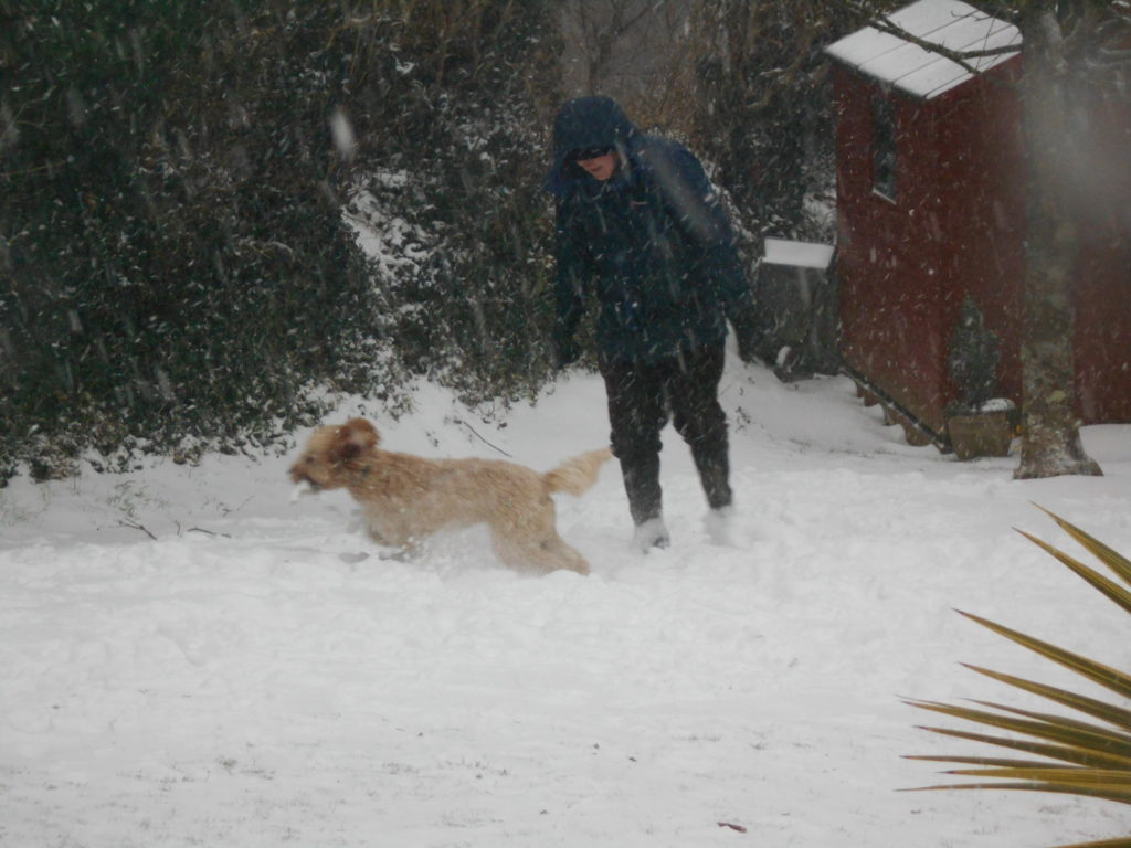 Archie the Clumberdoodle Playing in the Snow