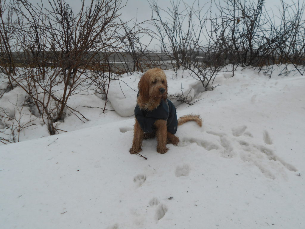 Archie the Clumberdoodle in the Snow on Henlake Down