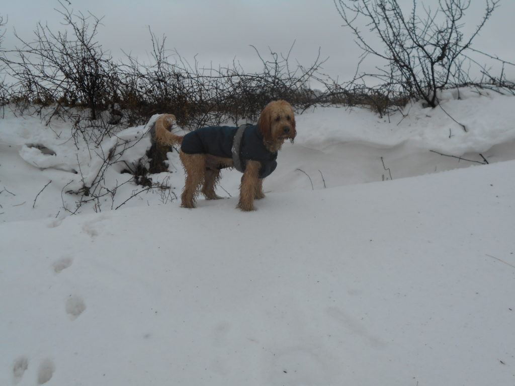 Archie the Clumberdoodle in the Snow on Henlake Down