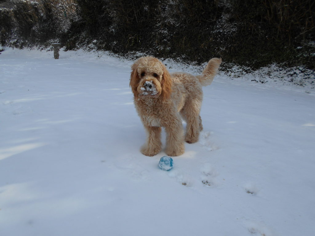 Archie the Clumberdoodle in the snow March 2018