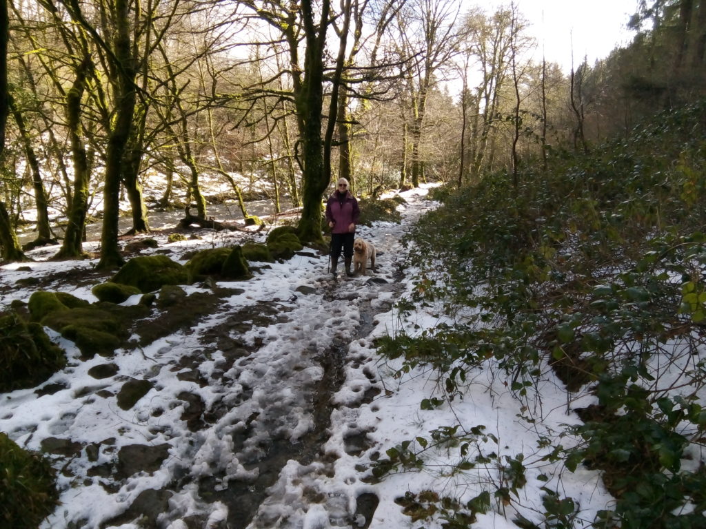 Archie the Clumberdoodle in Longtimber Woods in the Snow